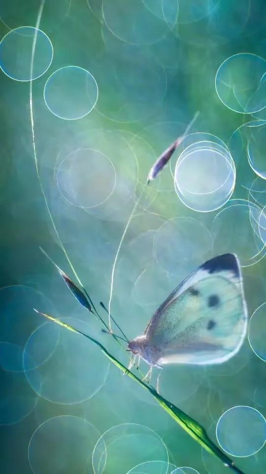 精美絕倫的•蝴蝶.到底有什麼寓意呢？五彩斑斕,靈動飄逸,太美了!