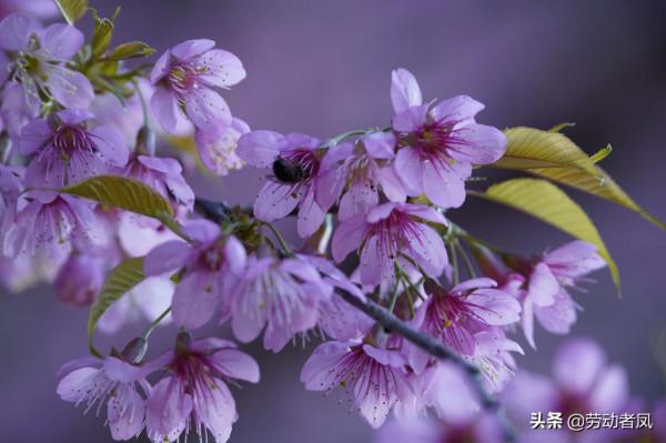 《小鳳用車生活》櫻花盛開，駕車自來