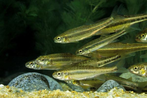 窩子裡究竟有沒有魚,該怎麼判斷,這3個方法教會你 窩子裡究竟有沒有魚,該怎麼判斷,這3個方法教會你