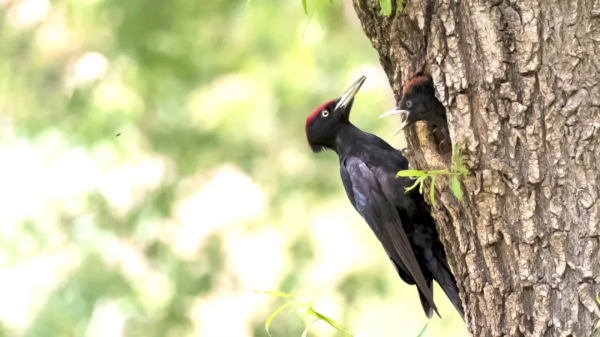 「山西鳥類圖鑑」| 黑啄木鳥