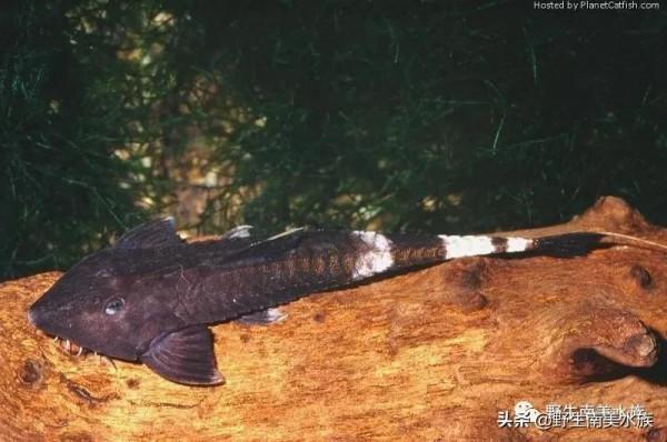 每天認識一種南美魚｜（72）陰陽直升機