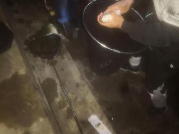 現階段野釣(夜釣)大板鯽 現階段野釣(夜釣)大板鯽