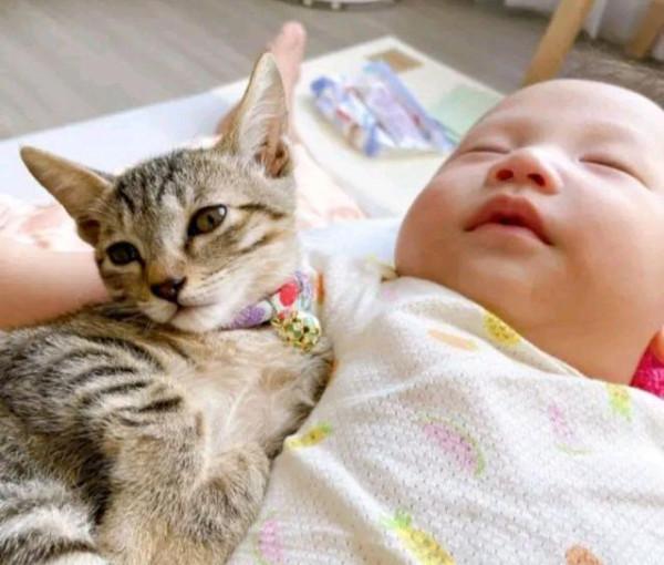 小奶貓每天看守人類幼崽,寵姐行為令爸媽崩潰:你自己也是個寶寶 小奶貓每天看守人類幼崽,寵姐行為令爸媽崩潰:你自己也是個寶寶