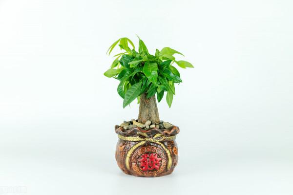 俗語“堂屋擺四花，美觀又發家”啥意思？哪四種花適合放在客廳？