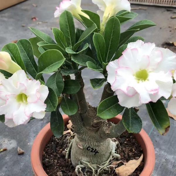 天氣冷氣溫低,這9種花要“幹養”,少澆水才不易受凍和爛根 天氣冷氣溫低,這9種花要“幹養”,少澆水才不易受凍和爛根