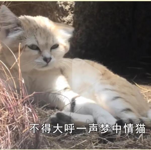 沙漠貓不能養，呆萌可愛也不行