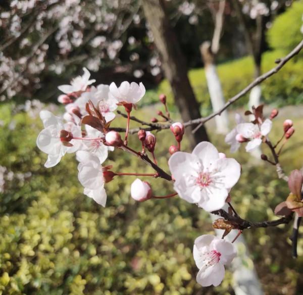 風和日麗，花花世界最是動人（原創）