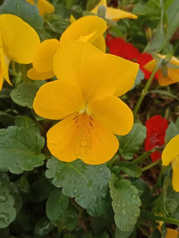 這可以說是真正的輕而易舉了 這可以說是真正的輕而易舉了