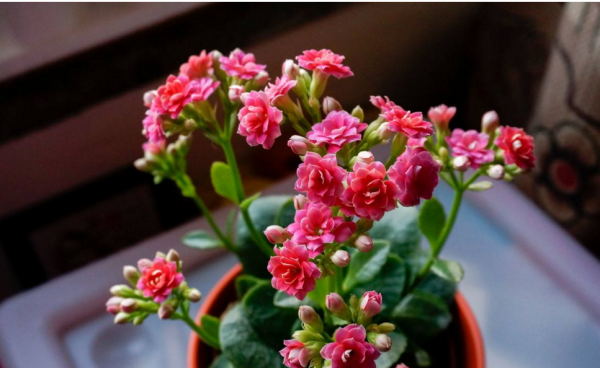 喜歡“小盆”的12種花，幹養多曬，擠著養，枝葉翠綠花大如碗