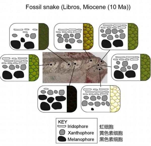 如何給古生物畫上正確的顏色 如何給古生物畫上正確的顏色
