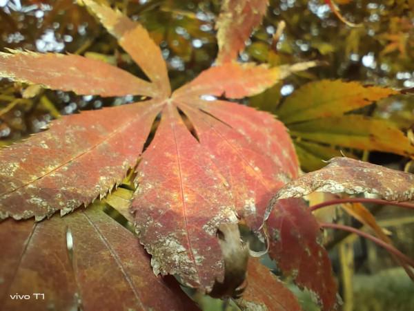 誰說千元機不能擁有全面體驗?vivo T1上手有感 誰說千元機不能擁有全面體驗?vivo T1上手有感