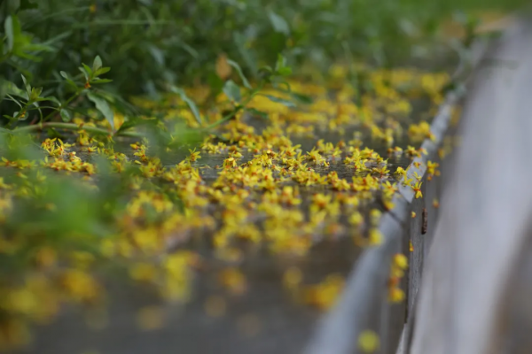 雨中苦竹溪 享受生態美