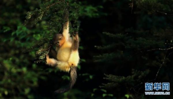 萌化了!滇金絲猴“幼崽”花式追逐打鬧 萌化了!滇金絲猴“幼崽”花式追逐打鬧