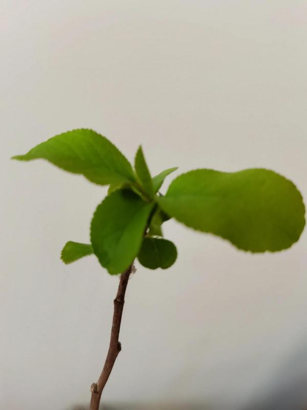 (散文)雪舞乾坤,落雪無語 (散文)雪舞乾坤,落雪無語