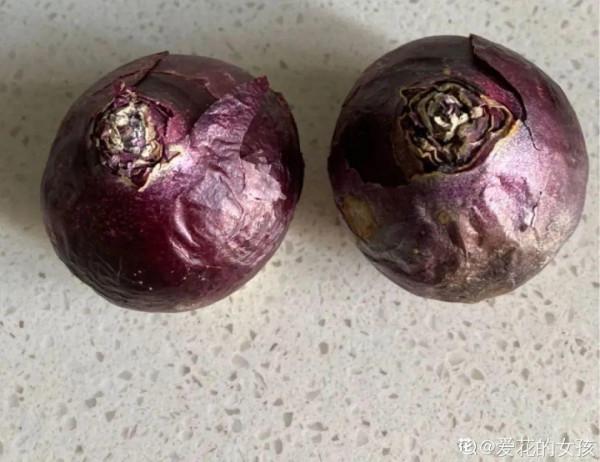 買花也要注意辨別“坑”,才能挑到好花,花開爆盆 買花也要注意辨別“坑”,才能挑到好花,花開爆盆