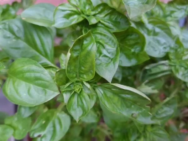 6種香草盆栽，掐個葉子就能吃，味道清香四溢