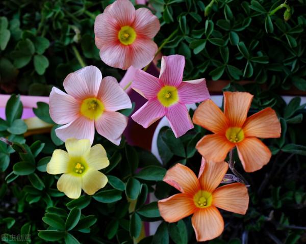 雙11花草“值得買”清單,共16種,後3種“吉祥如意”,重點關注 雙11花草“值得買”清單,共16種,後3種“吉祥如意”,重點關注