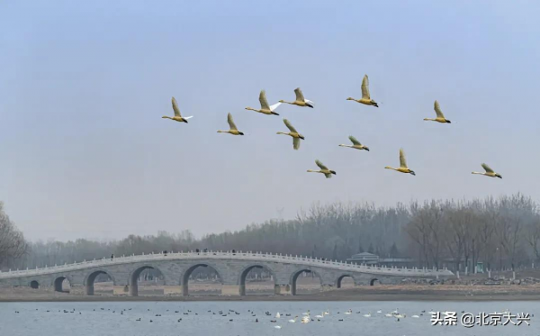 新桌布有了！快來看大興“百鳥圖”
