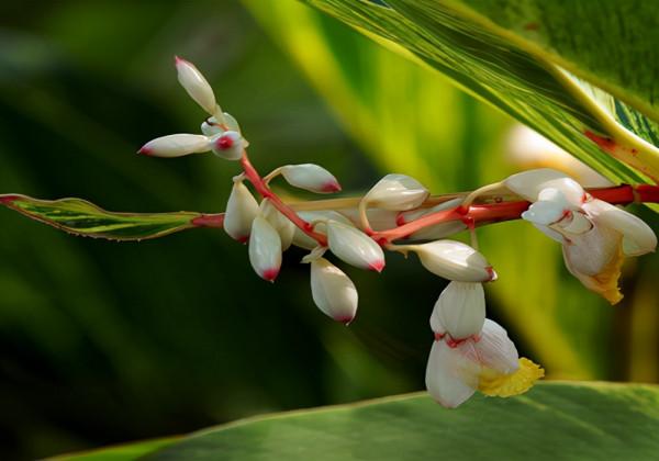 可用於香料的植物毛瓣山姜 可用於香料的植物毛瓣山姜