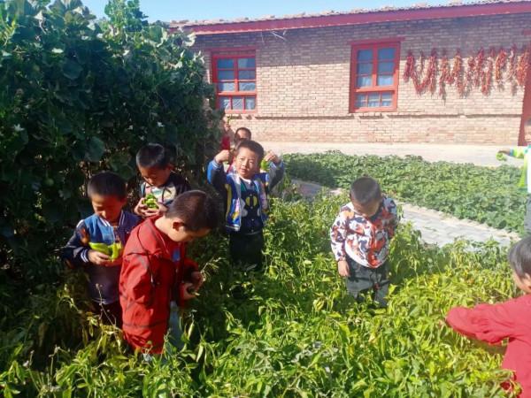 親近自然,感受勞動的快樂------張明中心幼兒園種植園採摘活動 親近自然,感受勞動的快樂------張明中心幼兒園種植園採摘活動