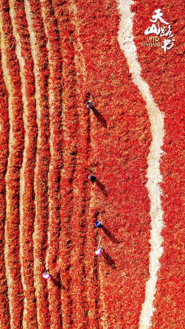 胡楊金、豐收紅、秋實橙……秋日新疆的這些色號,你pick了嗎? 胡楊金、豐收紅、秋實橙……秋日新疆的這些色號,你pick了嗎?