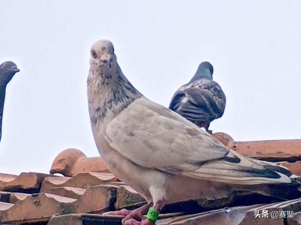 有情有義的鴿子,忠貞於自己的伴侶,從甘肅飛回了配偶所在地山東 有情有義的鴿子,忠貞於自己的伴侶,從甘肅飛回了配偶所在地山東