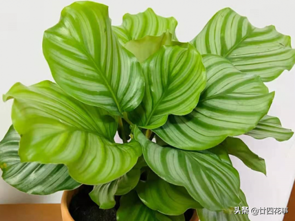 進入12月,8種花容易爛根黃葉,要控水斷肥,不注意過不了冬 進入12月,8種花容易爛根黃葉,要控水斷肥,不注意過不了冬