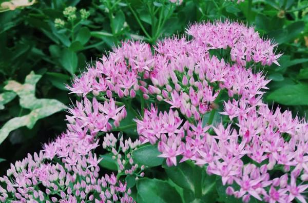 4種花很好養，&OpenCurlyDoubleQuote;有土有水&rdquo;就能長，葉子多花也多，又旺又漂亮