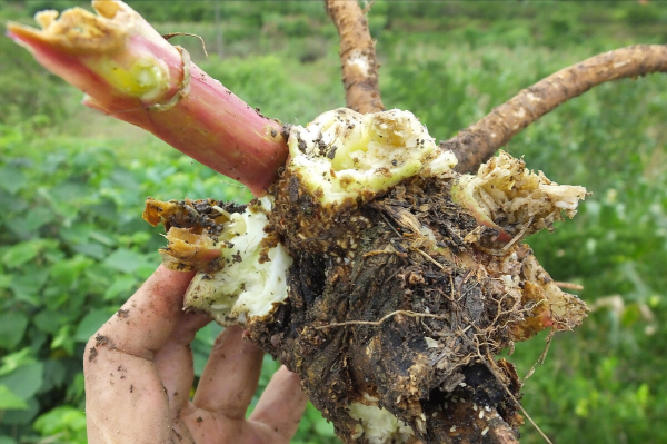 “越漂亮的花越有毒”!認識11種“有毒植物”,遠離危害 “越漂亮的花越有毒”!認識11種“有毒植物”,遠離危害
