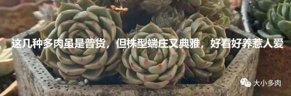這幾種多肉非常容易爆盆,不知不覺一大盆,非常有成就感 這幾種多肉非常容易爆盆,不知不覺一大盆,非常有成就感