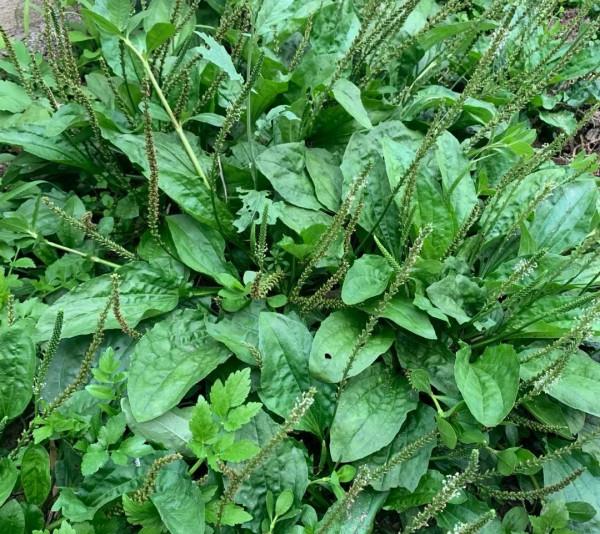 春天挖野菜，這些解膩清油的小嫩苗千萬別錯過