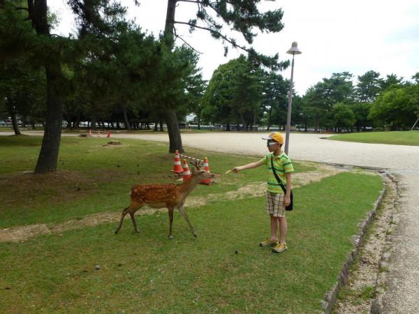 照片裡的故事：我在奈良喂小鹿