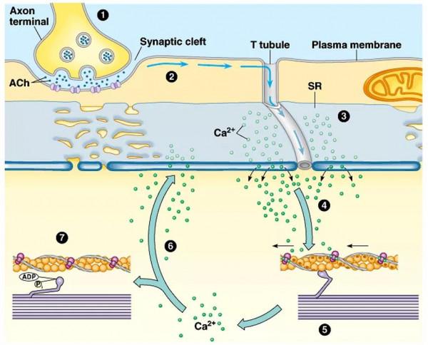 肌肉基礎解剖與VBT訓練動作研究 肌肉基礎解剖與VBT訓練動作研究