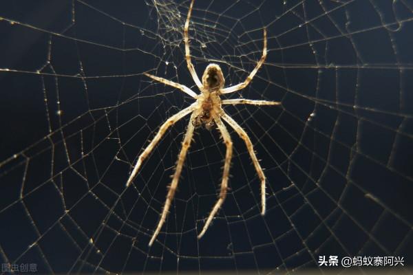 站在“食物鏈頂端”的雲南人，聽說在吃蟲這件事上，他們當仁不讓