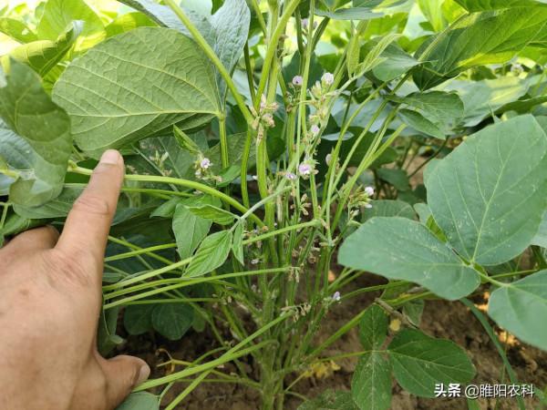 最高畝產907斤，這個大豆品種，再次重新整理全國高產紀錄