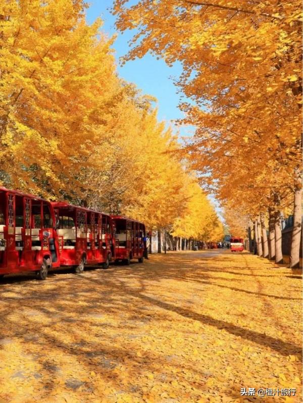 一起去故都北京賞秋吧,寫滿了歲月的故事 一起去故都北京賞秋吧,寫滿了歲月的故事