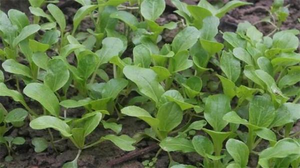 自己動手慪值“無臭”有機肥