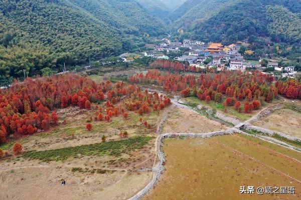 寧波13處紅杉林交通攻略,文明出行,風景更美好 寧波13處紅杉林交通攻略,文明出行,風景更美好
