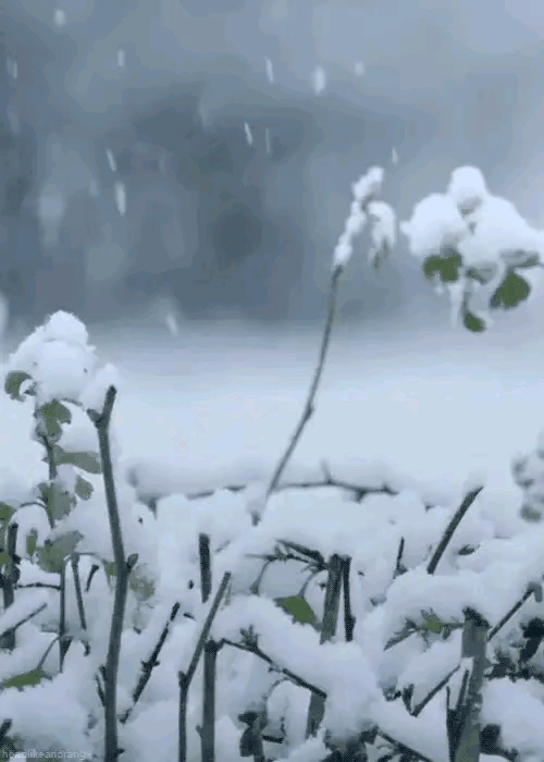 散文.雪花漫天情入誰懷 散文.雪花漫天情入誰懷
