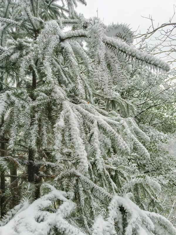 2022初雪降臨！冰墩墩驚喜亮相龍虎山