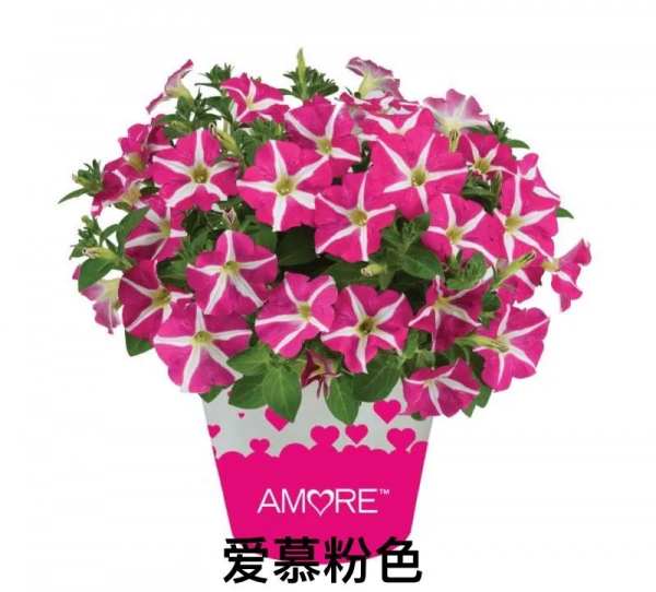 網紅矮牽牛品種介紹：愛慕系列、天空家族系列、花衣系列等