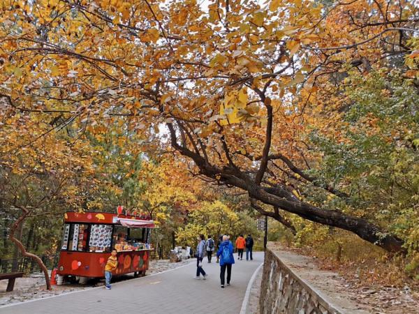 北京適合秋天遊玩的公園，公交直達門票10元，山清水秀紅葉迷人