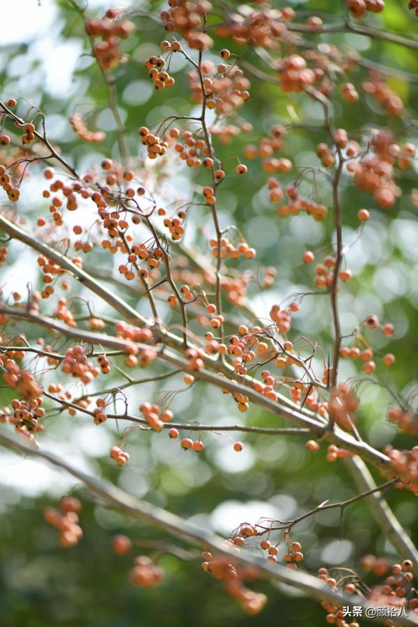 鳥兒們過冬必備 - 紅透整個冬日的迷你山楂果 |園丁