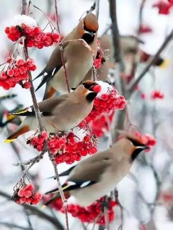 雪中精靈，太美了