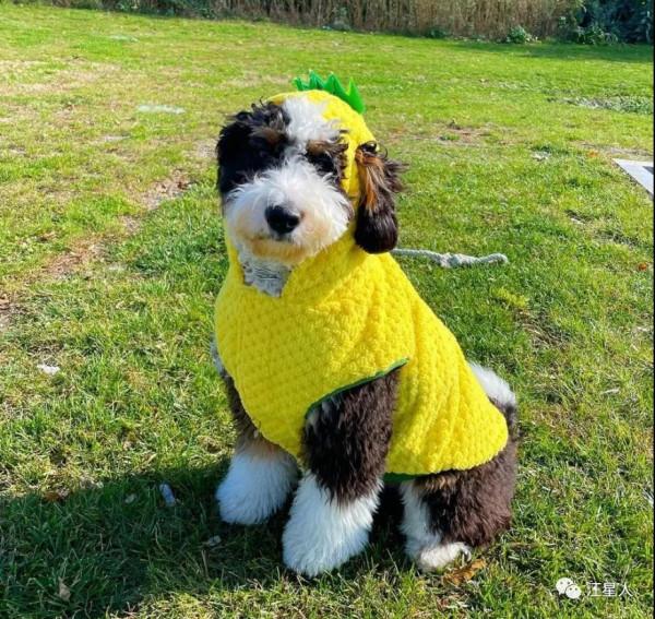 領養了一隻混血狗狗，全網被萌翻：它是動畫片裡跑出來的吧