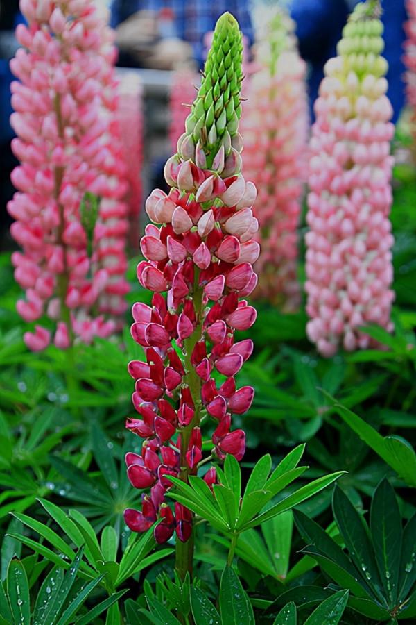 “27種”耐寒的花，好養不怕冷，低溫也能開花