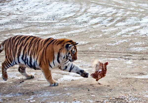 遊客發現江蘇某公園內一頭病虎,躺地上奄奄一息,肚子嚴重凹陷 遊客發現江蘇某公園內一頭病虎,躺地上奄奄一息,肚子嚴重凹陷