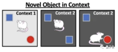 小時候糖吃多了，長大後記性會變差｜Nature子刊最新研究