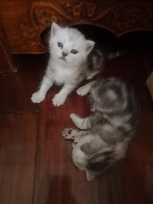 北京朝陽貓姥姥重病小貓咪尋求幫助(不接受捐款) 北京朝陽貓姥姥重病小貓咪尋求幫助(不接受捐款)