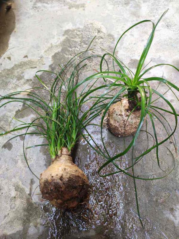 特耐旱的花，主要是有個&OpenCurlyDoubleQuote;大肚子&rdquo;，存水量超大